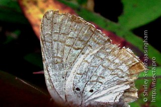 Lepidoptera