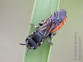 Самка  Sphecodes albilabris