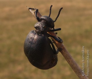 Meloe brevicollis