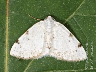 Lomographa bimaculata