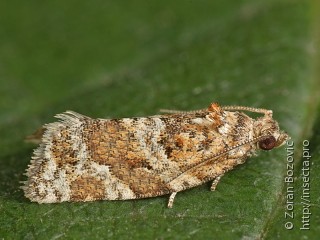 Lepidoptera