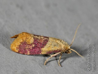 Lepidoptera