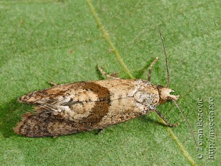 Cochylidia implicitana