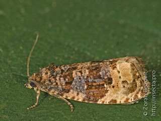 Hedya ochroleucana