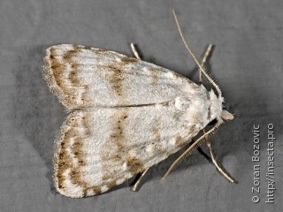 Meganola albula