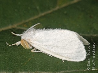 Lepidoptera