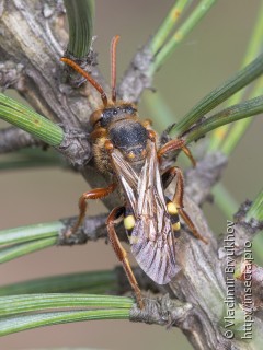 Nomada lathburiana