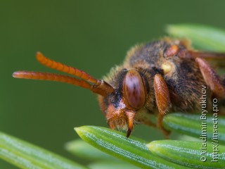 Nomada lathburiana