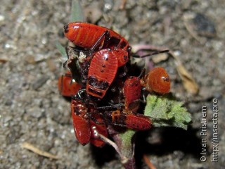 Pyrrhocoris apterus