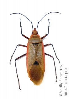 Pyrrhocorinae