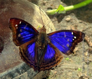 Lepidoptera