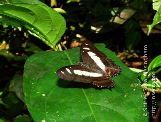 Metamorpha elissa