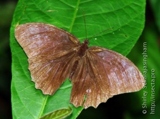 Lepidoptera