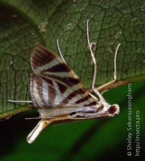 Lepidoptera