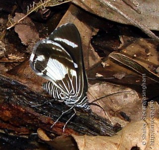 Lepidoptera