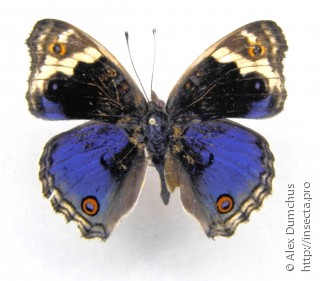 Junonia orithya