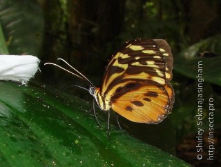 Tithorea harmonia hermias