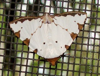 Lepidoptera