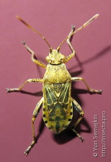 Stictopleurus punctatonervosus