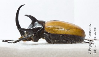 Eupatorus gracillicornis