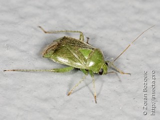 Apolygus spinolae