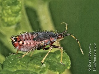 Личинка  Deraeocoris ruber