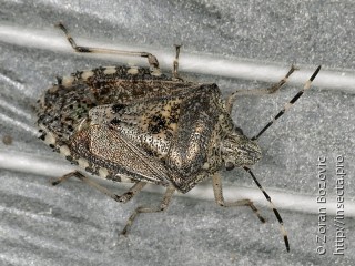 Rhaphigaster