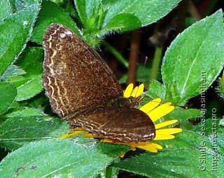 Lepidoptera