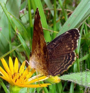 Lepidoptera