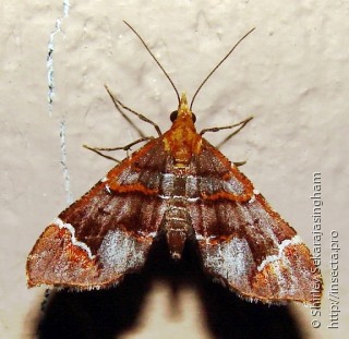 Lepidoptera