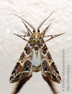 Lepidoptera