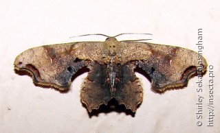 Lepidoptera