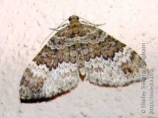 Lepidoptera