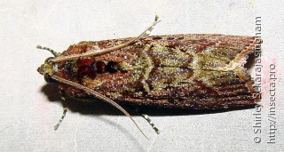 Lepidoptera