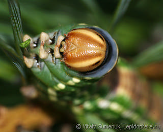 Hyloicus pinastri