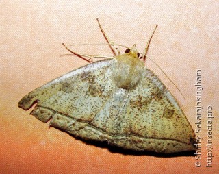 Lepidoptera