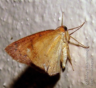 Lepidoptera