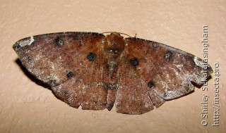 Lepidoptera