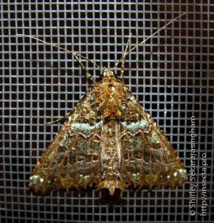 Lepidoptera