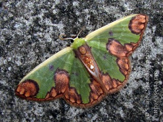 Lepidoptera