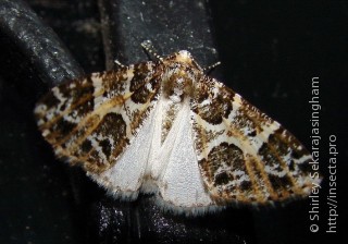 Lepidoptera