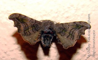 Lepidoptera