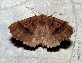 Lepidoptera