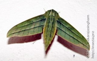 Xylophanes mirabilis