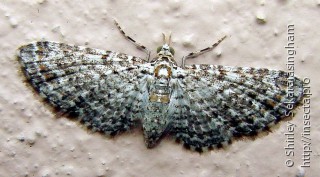 Lepidoptera