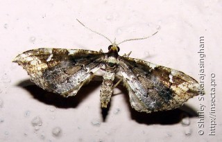 Lepidoptera