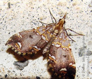 Lepidoptera