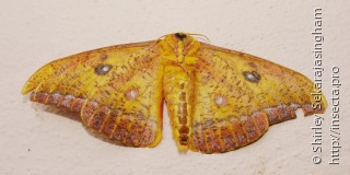 Lepidoptera