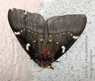 Lepidoptera