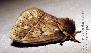 Lepidoptera